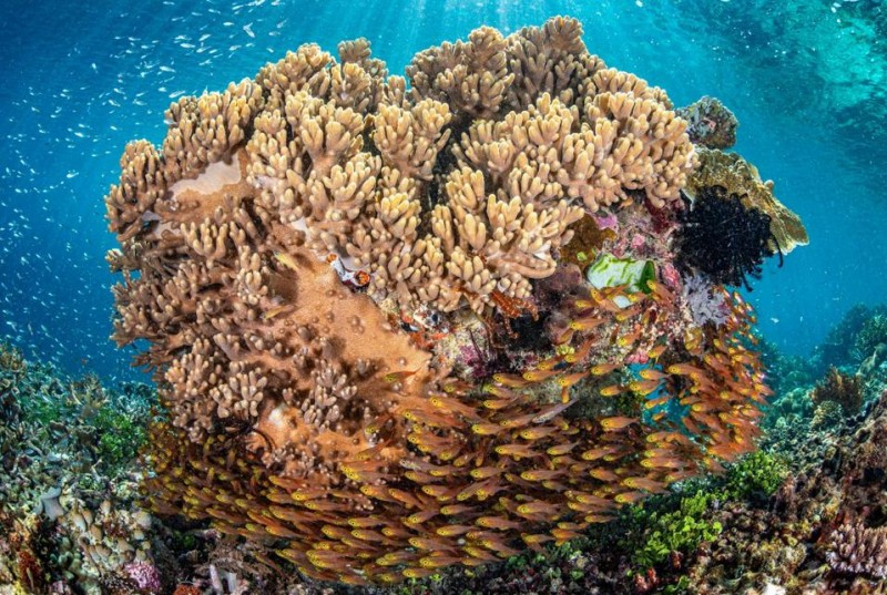 Wild Sea-Life: 15 Finalists Of Ocean Photographer Of The Year