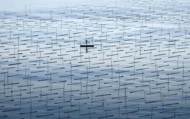 Wild Sea-Life: 15 Finalists Of Ocean Photographer Of The Year