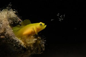 wild sea life 15 finalists of ocean photographer of the year