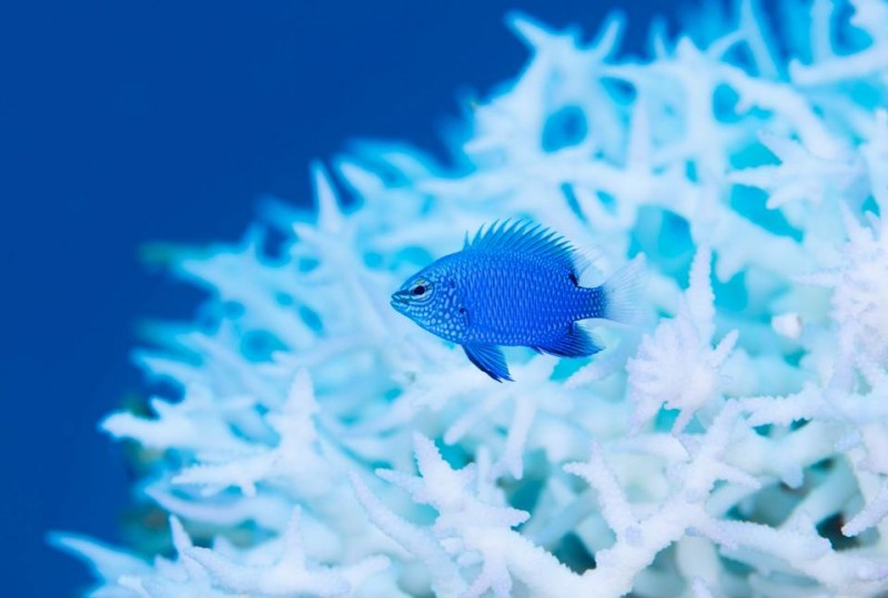 Ocean Life Photography