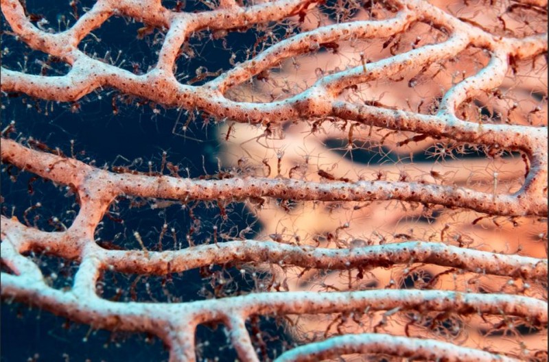 Wild Sea-Life: 15 Finalists Of Ocean Photographer Of The Year