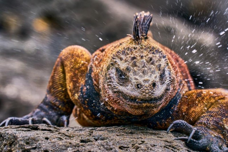 Wild Sea-Life: 15 Finalists Of Ocean Photographer Of The Year