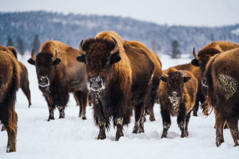 A Stunning Photo Tour Inside America's Natural Winter Wonderland