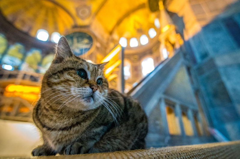 Cat Lovers, These Destinations Are For You