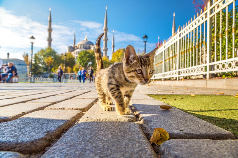 Cat Lovers, These Destinations Are For You