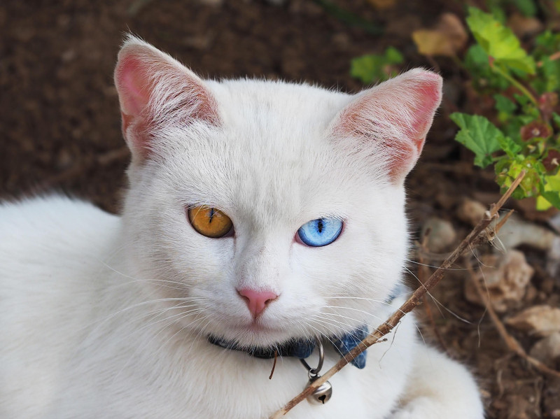Cat Lovers, These Destinations Are For You