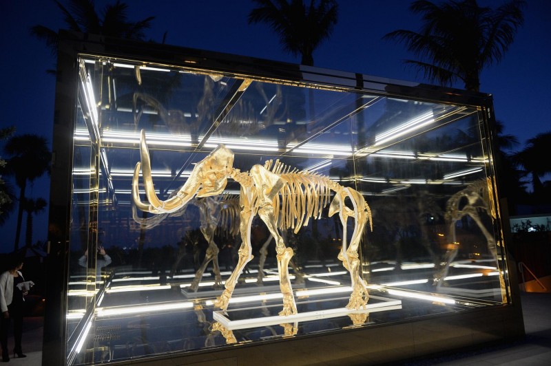 The yellow-headed caracara's TRAVEL